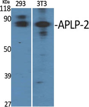APLP-2 antibody