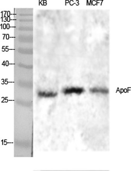 ApoF rabbit pAb
