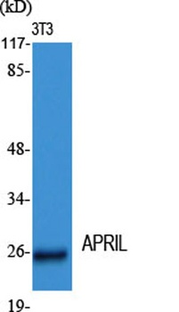 APRIL antibody