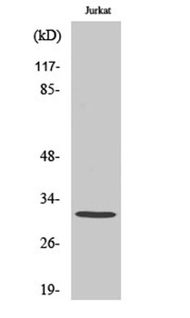 AQP12 antibody