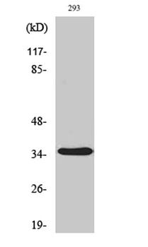 Aquaporin 4 antibody