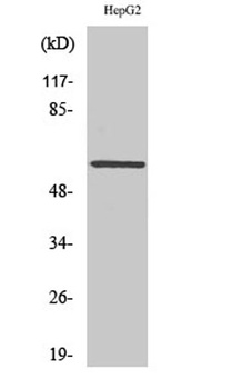 AR alpha2C antibody