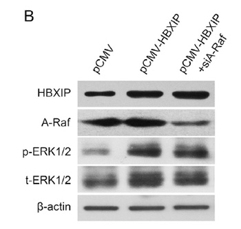 A-Raf antibody