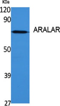 ARALAR antibody