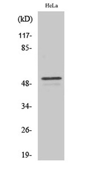 ARMC6 rabbit pAb
