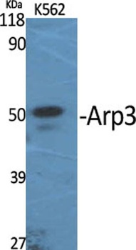 Arp3 antibody