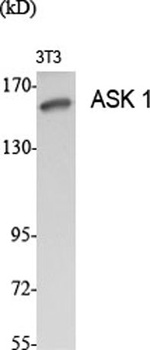 ASK 1 antibody