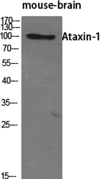 Ataxin-1 antibody