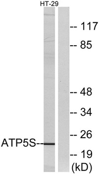 ATP5S rabbit pAb Antibody