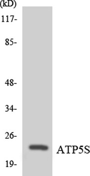 ATP5S rabbit pAb Antibody