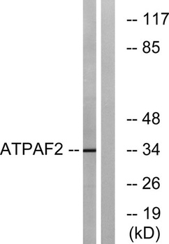 ATPAF2 rabbit pAb Antibody