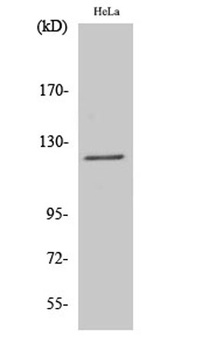 Atrophin-1 antibody