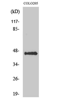 AVP Receptor V3 rabbit pAb