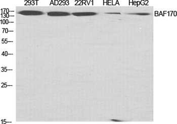 BAF170 antibody