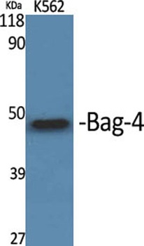 Bag-4 rabbit pAb
