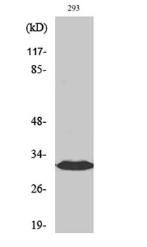 BAM32 antibody