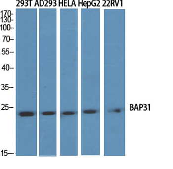 BAP31 rabbit pAb
