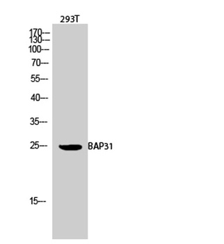 BAP31 rabbit pAb Antibody