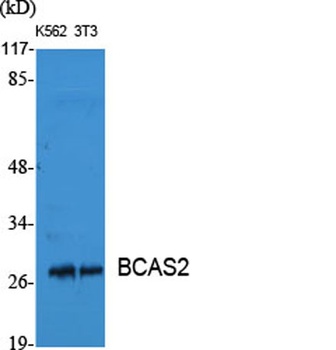 BCAS2 antibody