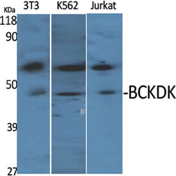 BCKDK antibody