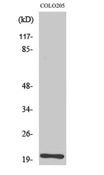 BET3 antibody