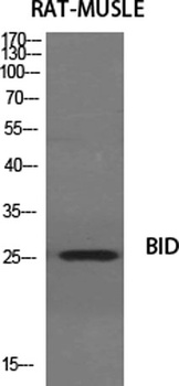 BID antibody