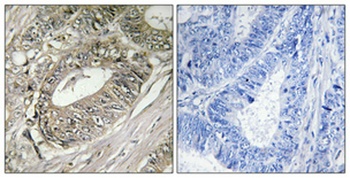 BIG2 rabbit pAb Antibody