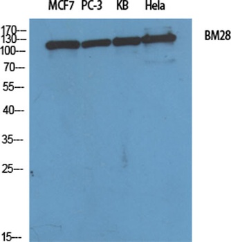 BM28 antibody