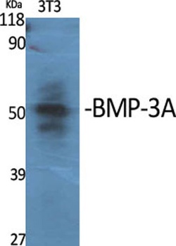 BMP-3A antibody