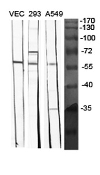 BMP-5 antibody