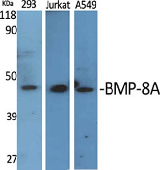 BMP-8A antibody