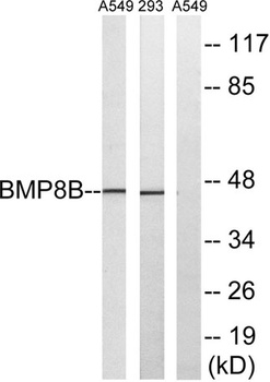 BMP-8B rabbit pAb Antibody