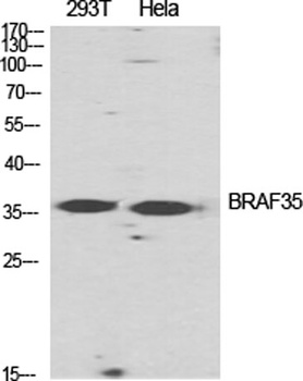 BRAF35 antibody