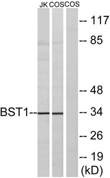 BST-1 rabbit pAb Antibody