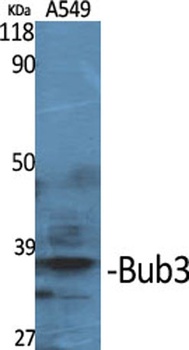 Bub3 antibody