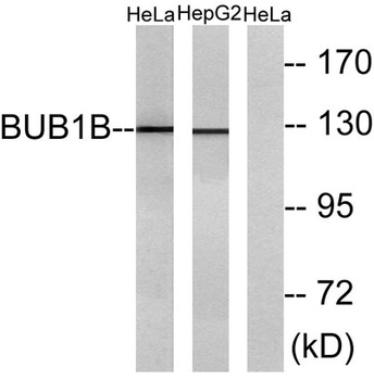 BubR1 rabbit pAb Antibody