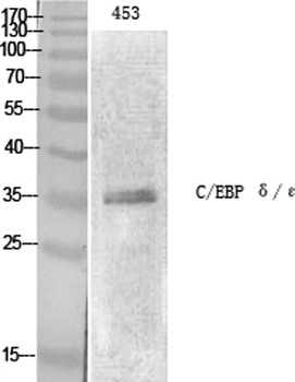C/EBP Epsilon antibody