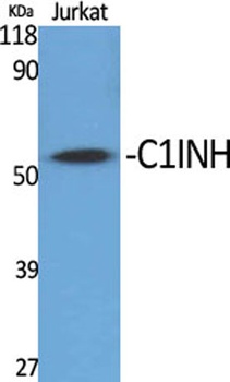 C1INH rabbit pAb