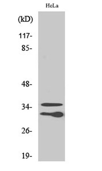 C1qL2 antibody