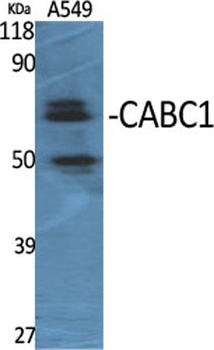 CABC1 antibody