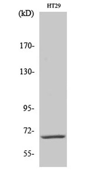 Cables1 antibody