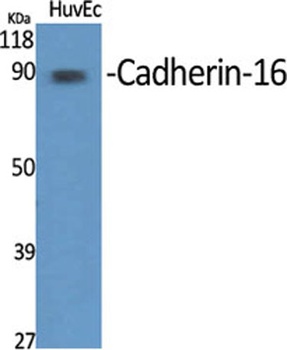 Cadherin-16 antibody