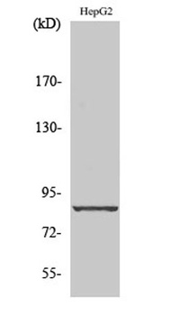 Cadherin-19 antibody