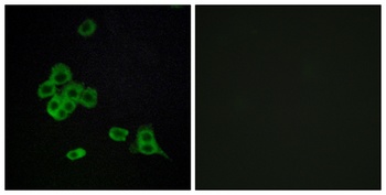 Cadherin-26 rabbit pAb Antibody