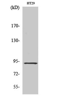 CAGE-1 antibody