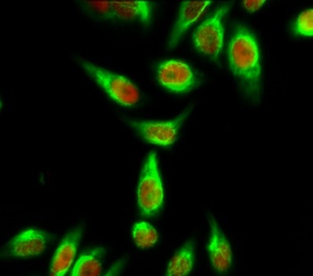 Calmodulin antibody