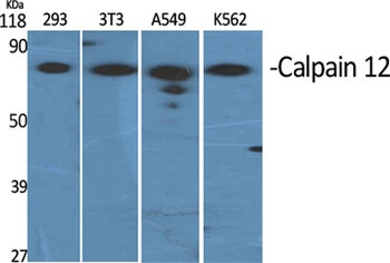 Calpain 12 rabbit pAb