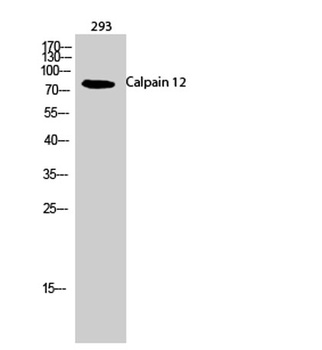 Calpain 12 rabbit pAb Antibody