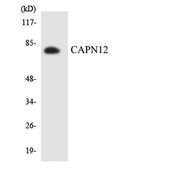 Calpain 12 rabbit pAb Antibody
