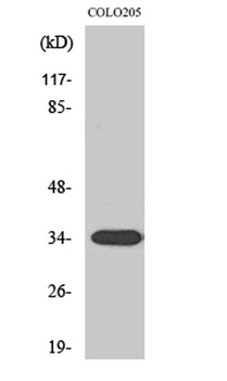 Calponin 2 antibody